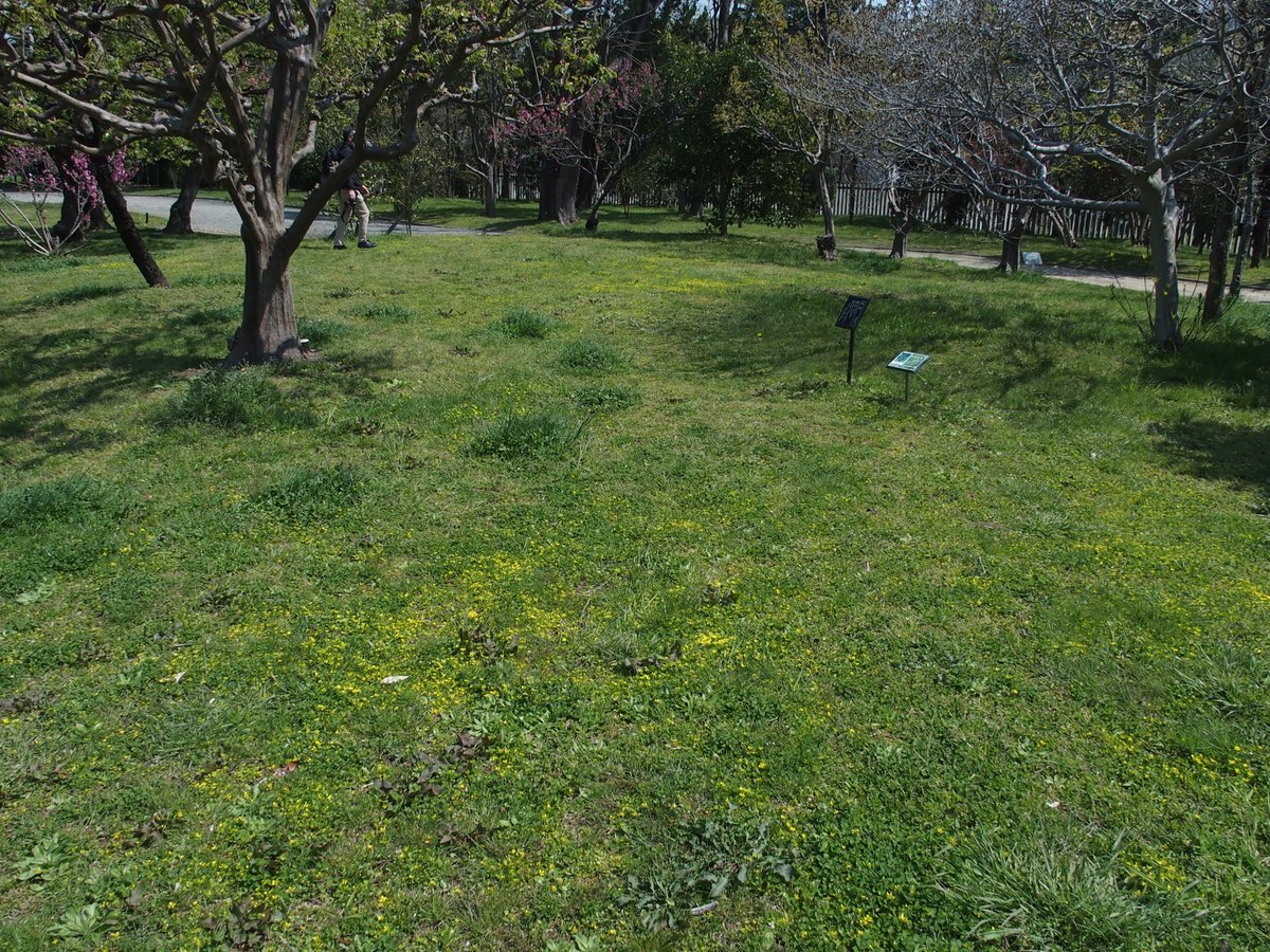 春に黄色いじゅうたんを作るのはタンポポだけではありません。長居植物園に多いのはトゲミノキツネノボタン。字際に黄色い花を咲かせます。よく見るとヘビイチゴやカタバミが混ざって咲いていることもあります。今の時期、黄色い花をつける草本が楽しい。 #長居植物園案内無観客試合