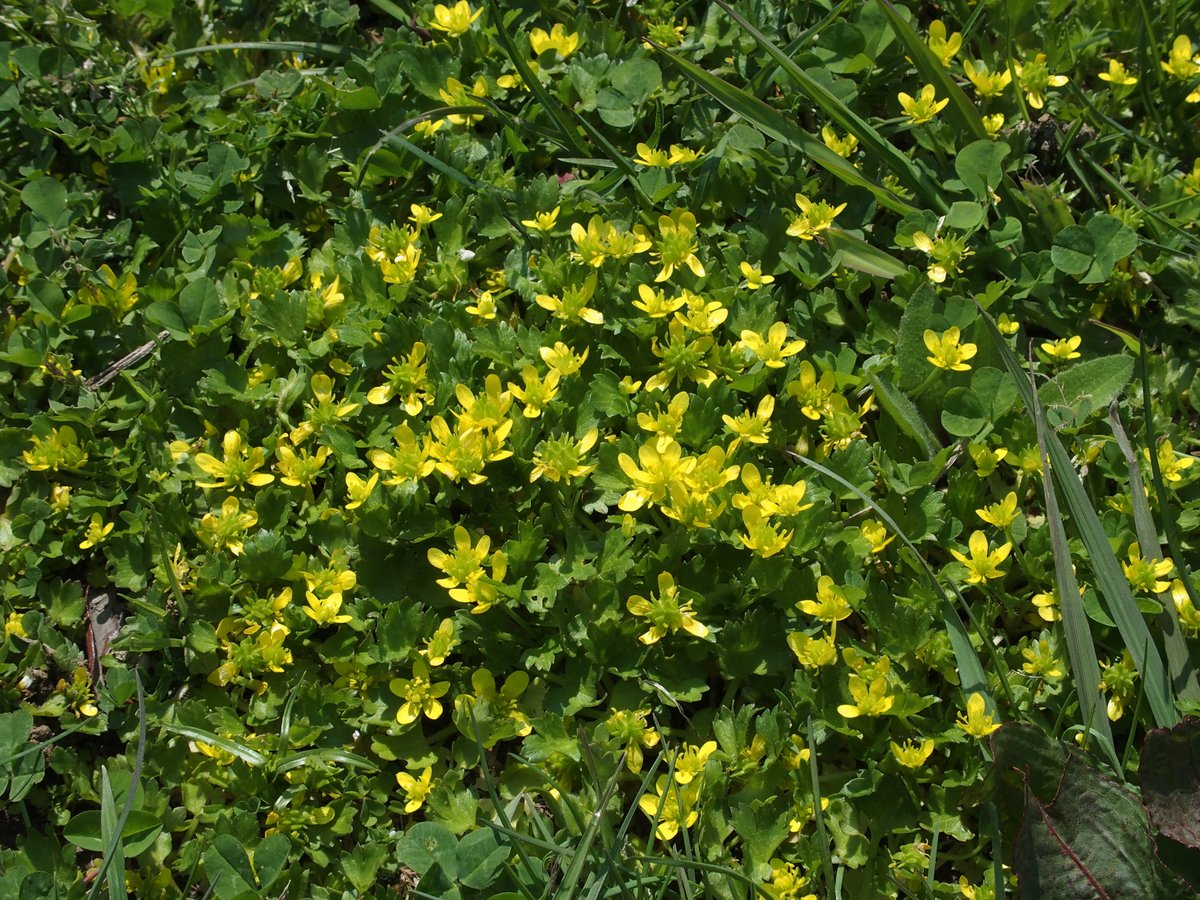 春に黄色いじゅうたんを作るのはタンポポだけではありません。長居植物園に多いのはトゲミノキツネノボタン。字際に黄色い花を咲かせます。よく見るとヘビイチゴやカタバミが混ざって咲いていることもあります。今の時期、黄色い花をつける草本が楽しい。 #長居植物園案内無観客試合