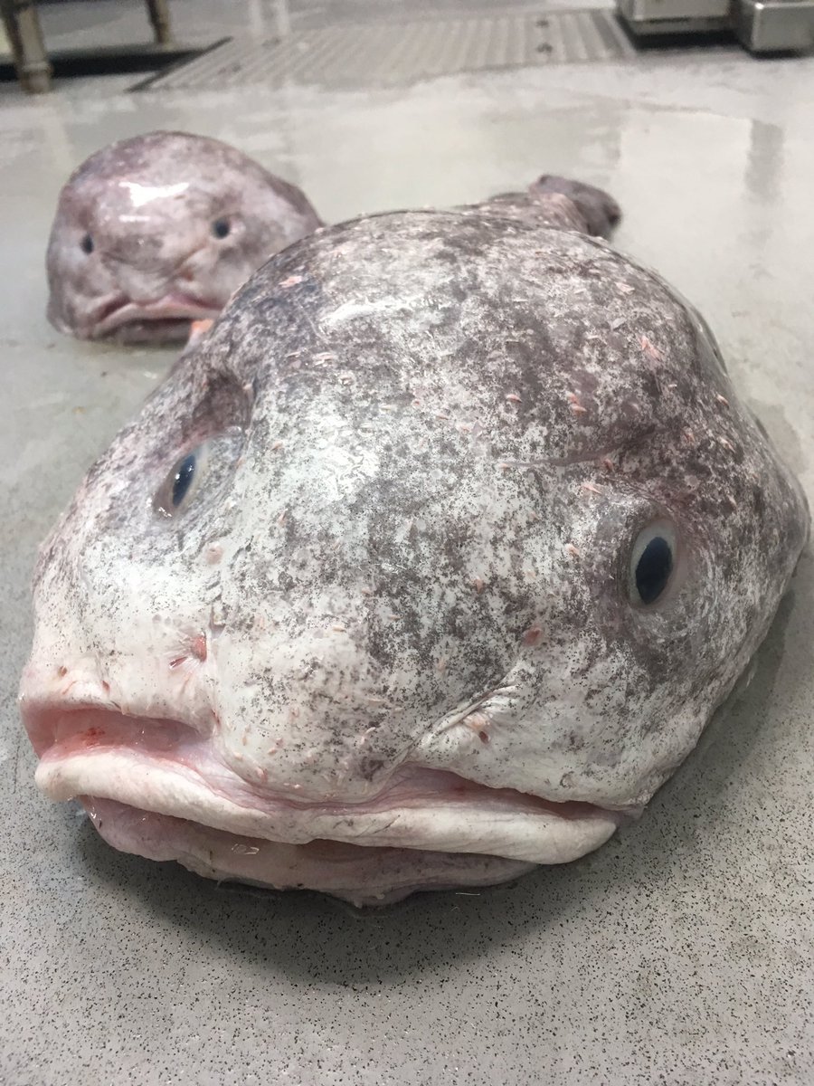 仙台うみの杜水族館公式 Auf Twitter お家でも 水族館を楽しんでいただきたい ということで うみの杜大人気コンテンツ 深海生物クッキング や 生きものたちの様子などyoutubeにて公開 初投稿は館内で放送していた ニュウドウカジカを食べてみた 果たして お味