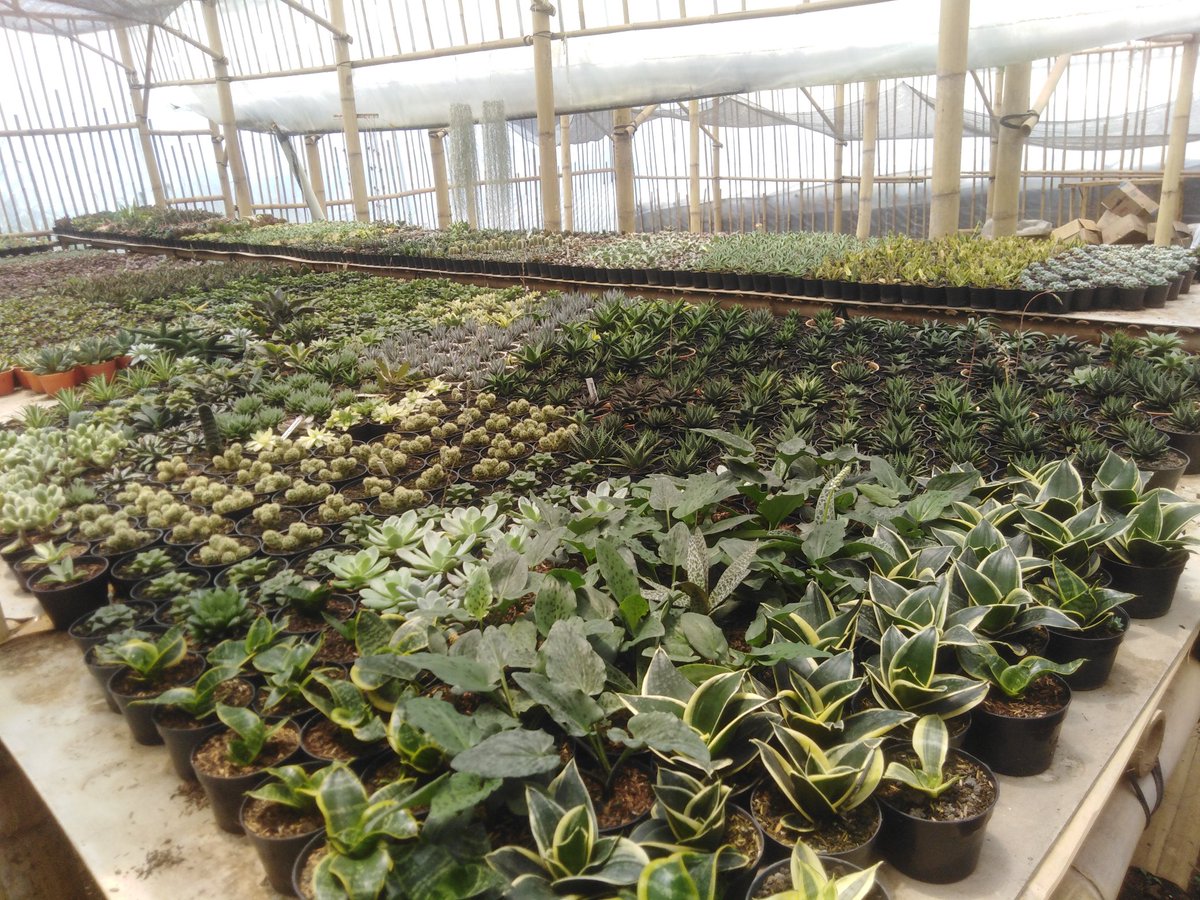 乾燥地帯で生き残るために進化したサボテン 水のやりすぎによる根腐れに注意 インドネシアのitサービス会社 バテラハイシステム 乾燥地帯で生き残るために進化したサボテン 水のやりすぎによる根腐れに注意 インドネシアのitサービス会社 バテラハイシステム
