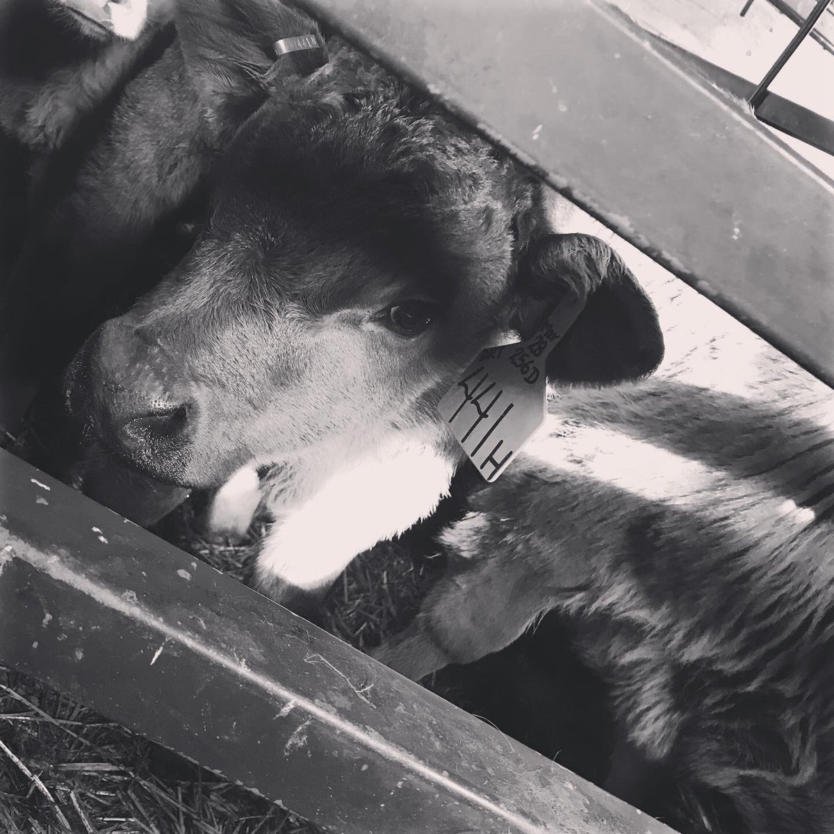 This past week, every day or so we’ve been branding calves &amp; today it was our steers. It will likely be a different branding season this year. A big crew is always lots of fun, but processing with a table or chute can be very efficient. Whatever you do, stay safe! #gelbvieh