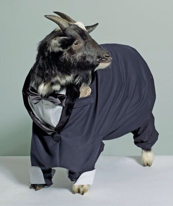 Badly fitted suit GOAT