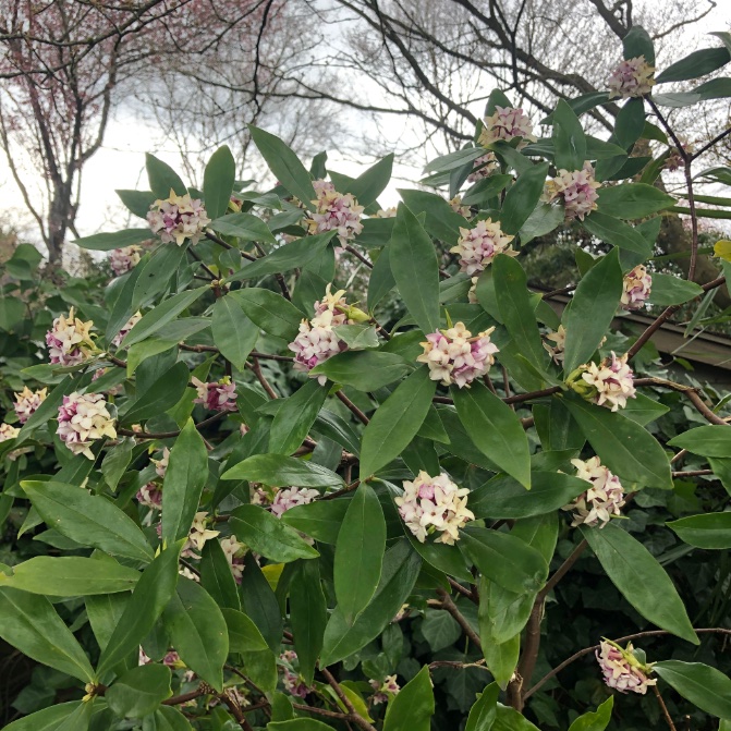 I did not get to post these on what was a cool and overcast day yesterday. 1) Another daphne found my nose. Now I know 3 within walking distance of my home!2) Magnolia drama. 3) Fig buttercup. 4) More daffodils because I love them.8/