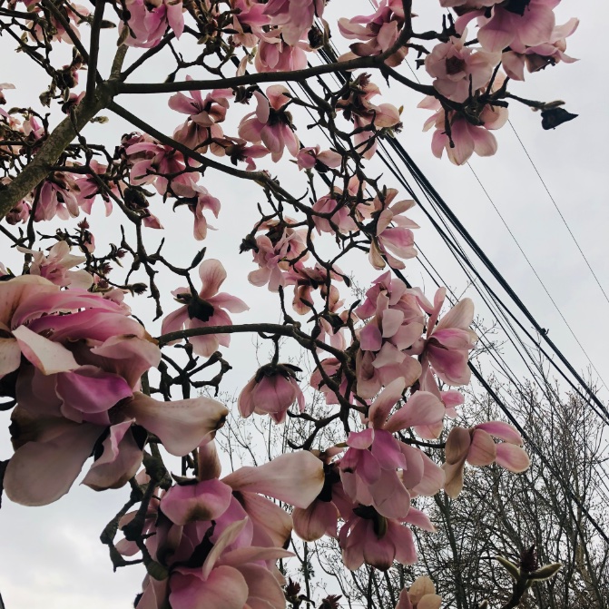 I did not get to post these on what was a cool and overcast day yesterday. 1) Another daphne found my nose. Now I know 3 within walking distance of my home!2) Magnolia drama. 3) Fig buttercup. 4) More daffodils because I love them.8/