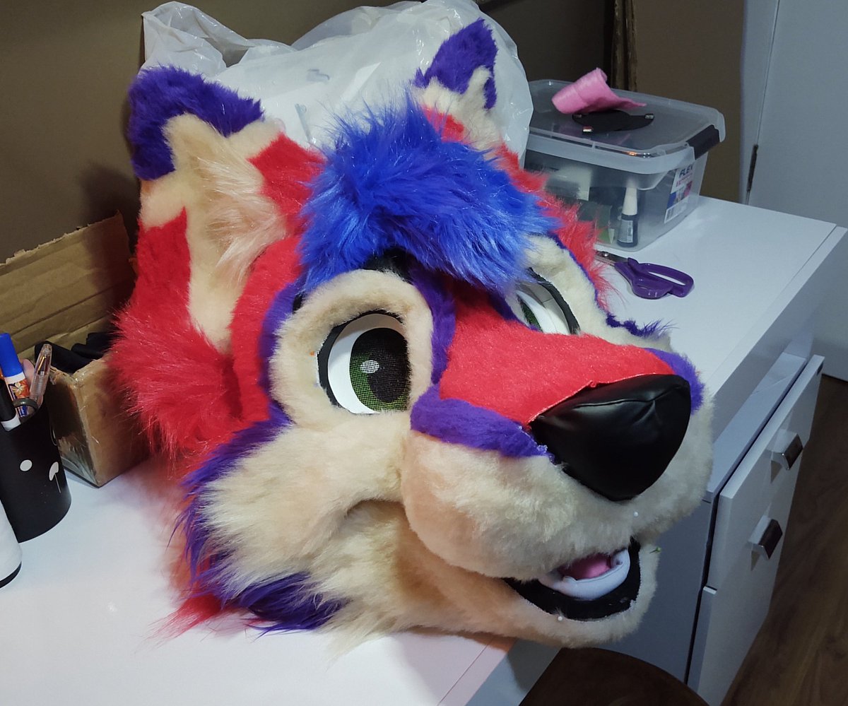 CaracalCreate's tweet image. Check out this dog! Kayvo the husky is ready for glueing, except I'm out of glue and the stores are all closed 😅 I'll be working on his paws and tail in the meantime!
#fursuitmaker #fursuitwip @KayvoClockwork