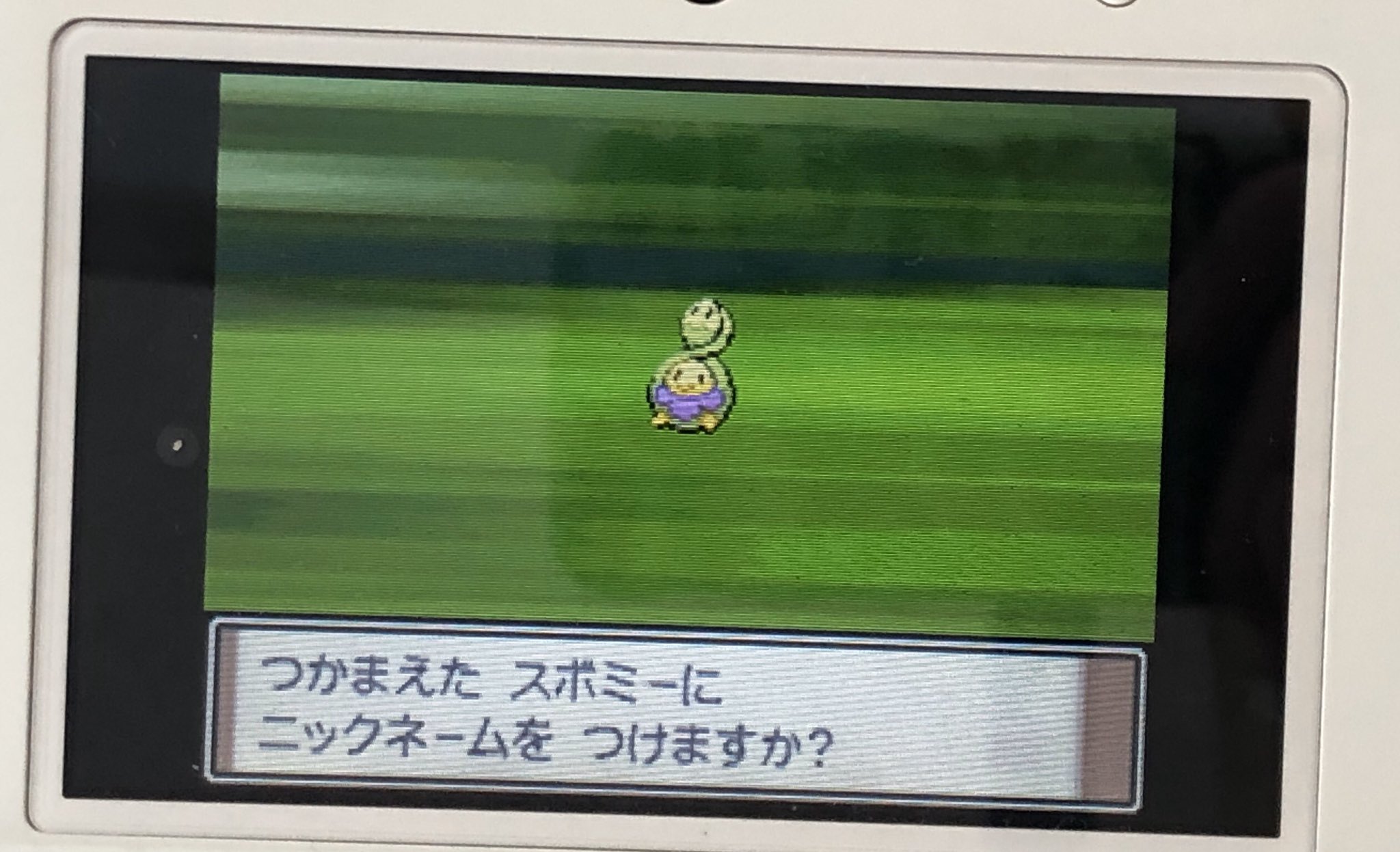 ちゃば やっっと色違いが出ましたー プラチナではビッパも出現するのでダブりがめっちゃ怖かったですけど一番欲しかった スボミーが出てくれて嬉しかったです 今までの色違い粘りで一番時間かかったな I Got Shiny Budew In Platinum times