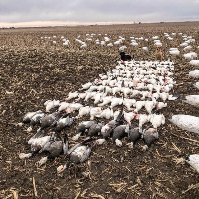 Duck Wild Waterfowl tweet media