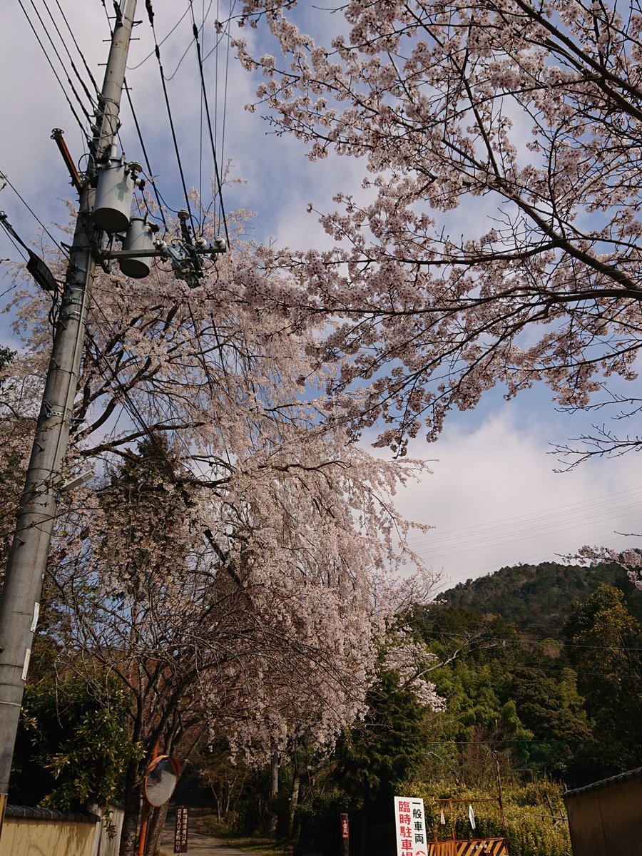 【桜便り】4/4(土) うららかな陽気です。一昨年の台風で少なくなった枝も伸び、見事に咲いています。来年はもっときれいに咲くことでしょう。#毘沙門堂 #毘沙門堂門跡 #京都 #天台宗 #桜 #朱印 #山科 #bishamondo #kyoto #japan #sakura #サクラ #さくら #紅しだれ #枝下桜 #ソメイヨシノ #満開