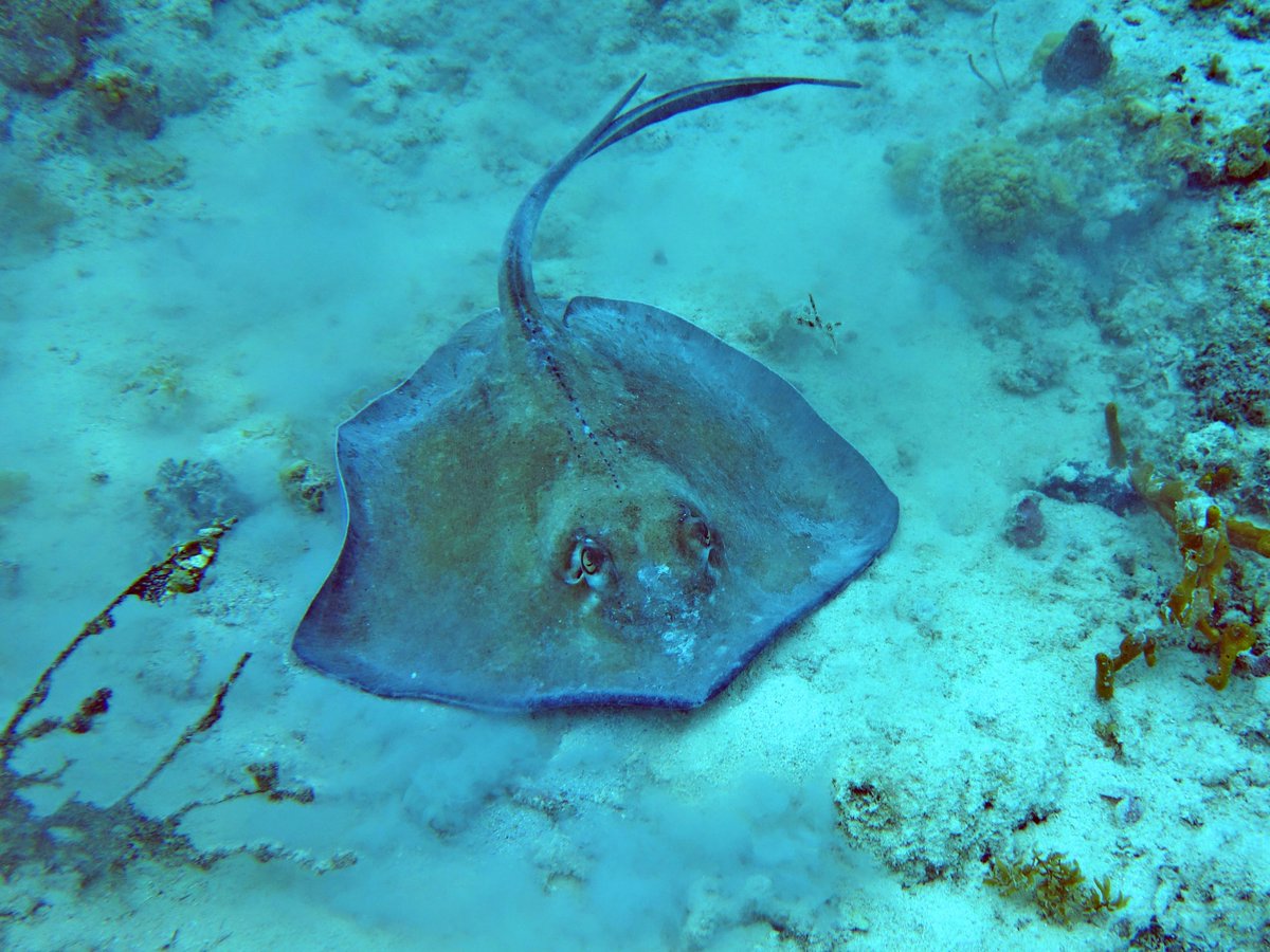 RevistaNatGeo's tweet photo. Una mantarraya reposa en el suelo marino. 
Foto: Roger Darnell https://t.co/KhKAQzBWyA