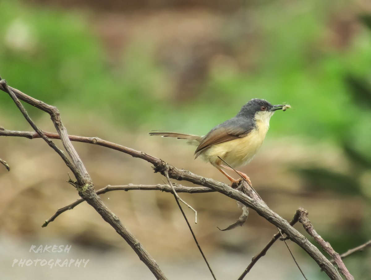 Ashy prinia
#ashyprinia #BirdsOfPrey #karnatakawildlife #wildlifephotography