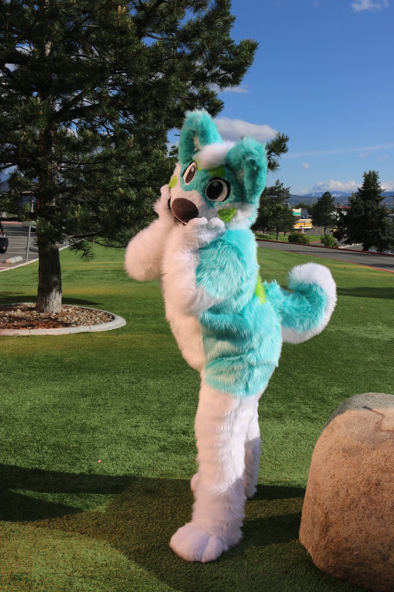 CreativeCriters's tweet photo. Who's a good boi? Is it me?

#Furry #Furries #Fursuit #FursuitFriday #Furryfandom #BLFC https://t.co/4559qLzKPH