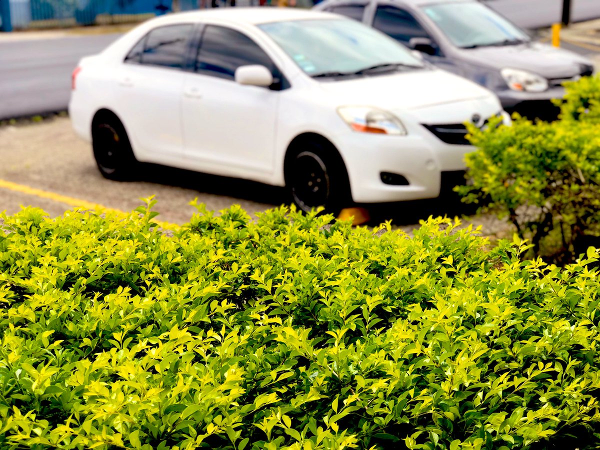 😭❤️😍#Toyotayaris