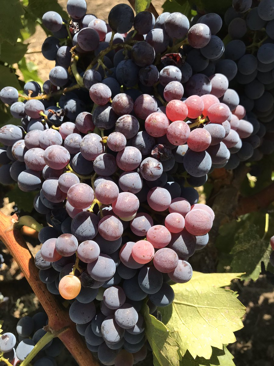 MarkDod83185333's tweet photo. Pacific Gro biological crop nutrition. Fungi dominant food source, high soluble form of Ca, amino acid form of Available N.   Reduce your synthetic inputs.  Improve ROI https://t.co/RZx1iOjnKn