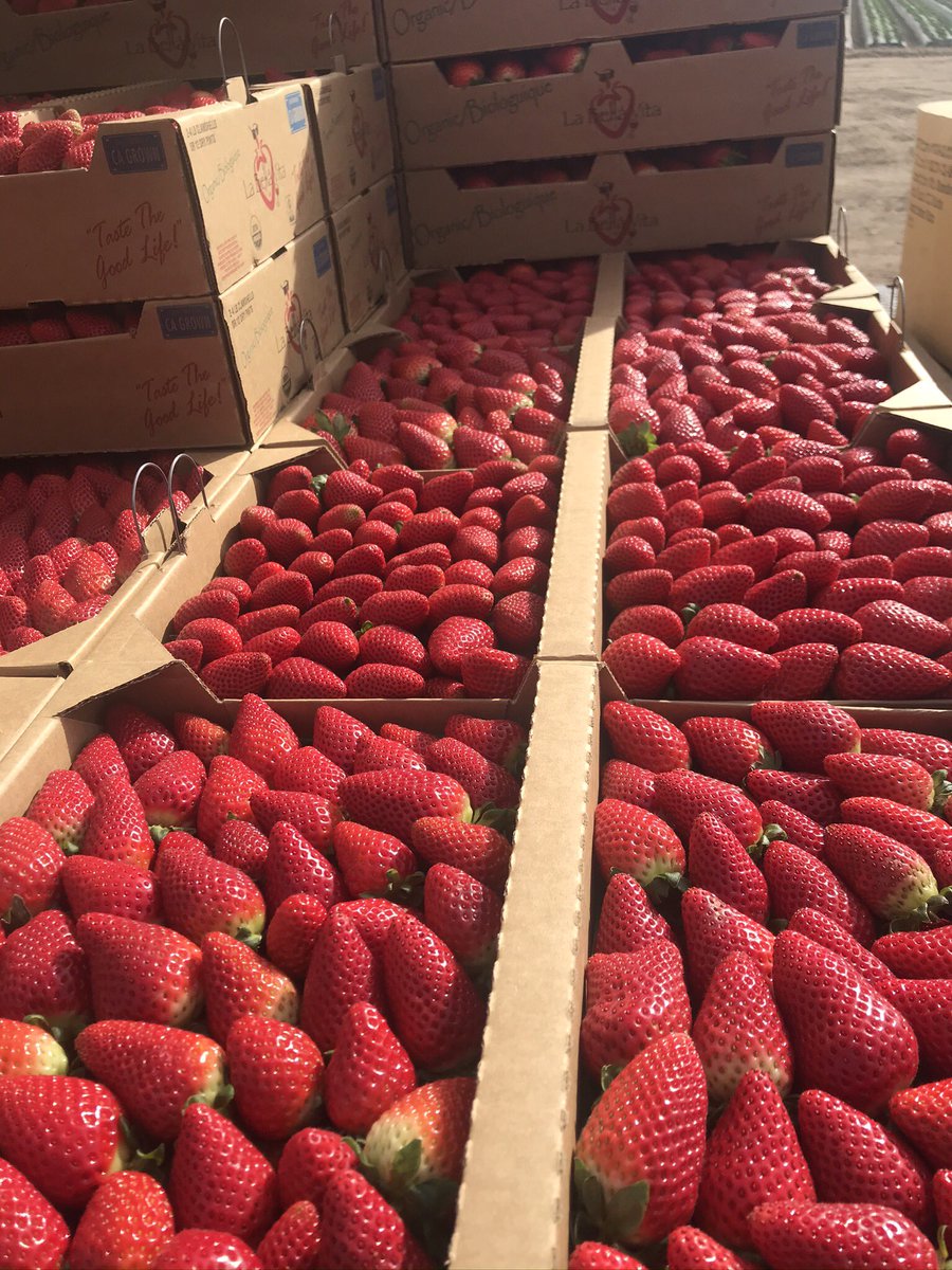 MarkDod83185333's tweet photo. Pacific Gro biological crop nutrition. Fungi dominant food source, high soluble form of Ca, amino acid form of Available N.   Reduce your synthetic inputs.  Improve ROI https://t.co/RZx1iOjnKn
