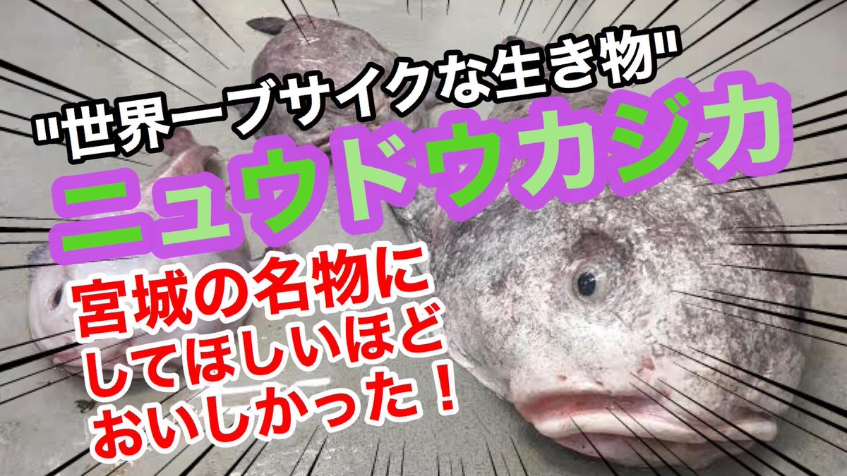 仙台うみの杜水族館公式 على تويتر お家でも 水族館を楽しんでいただきたい ということで うみの杜大人気コンテンツ 深海生物クッキング や 生きものたちの様子などyoutubeにて公開 初投稿は館内で放送していた ニュウドウカジカを食べてみた 果たして お味は 仙台うみの杜水族館公式 على تويتر お家でも 水族館を楽しんでいただきたい ということで うみの杜大人気コンテンツ 深海生物クッキング や 生きものたちの様子などyoutubeにて公開 初投稿は館内で放送していた ニュウドウカジカを食べてみた 果たして お味は
