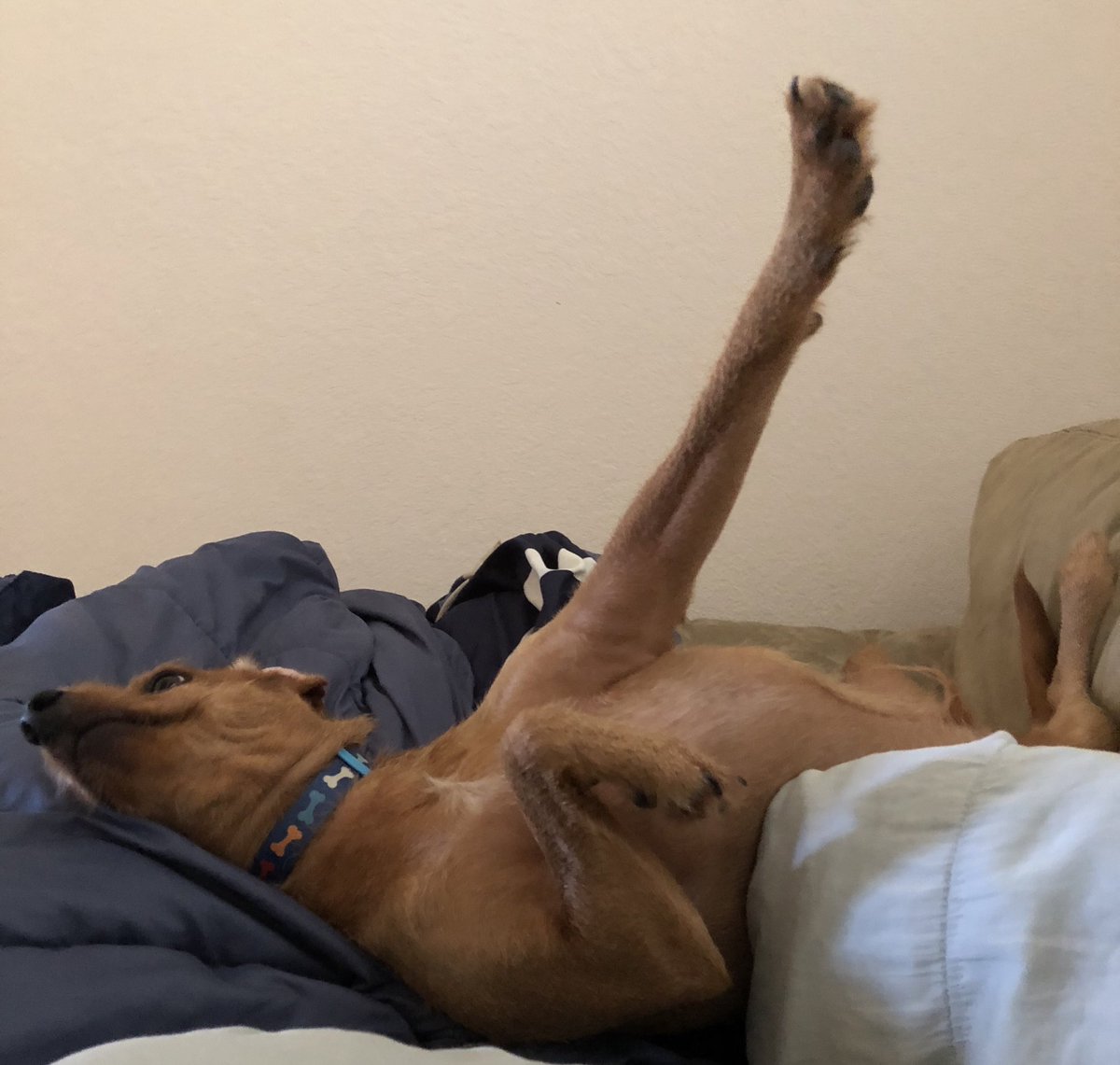 unnerffed's tweet photo. Life is #BetterWith a dog. https://t.co/TY305aaWwz