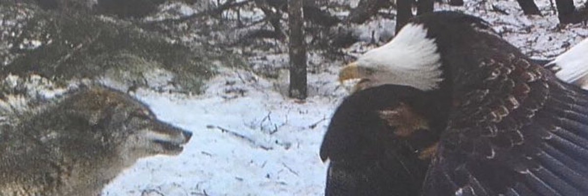 82. DID  @GenFlynn JUST CONFIRM MY ROME THEORY???An American Bald Eagle attacking a wolf???I DON'T CARE WHAT ANYONE SAYS, I'M TAKING IT AS A CONFIRMATION!!!