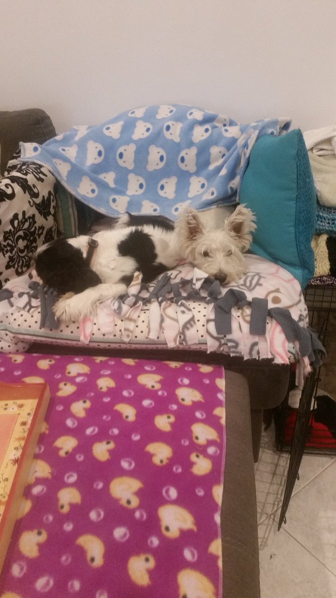 echo_cavalier's tweet image. Sleeping in our cushion cave with @Maggie60310325 
Cushion caves are the best!