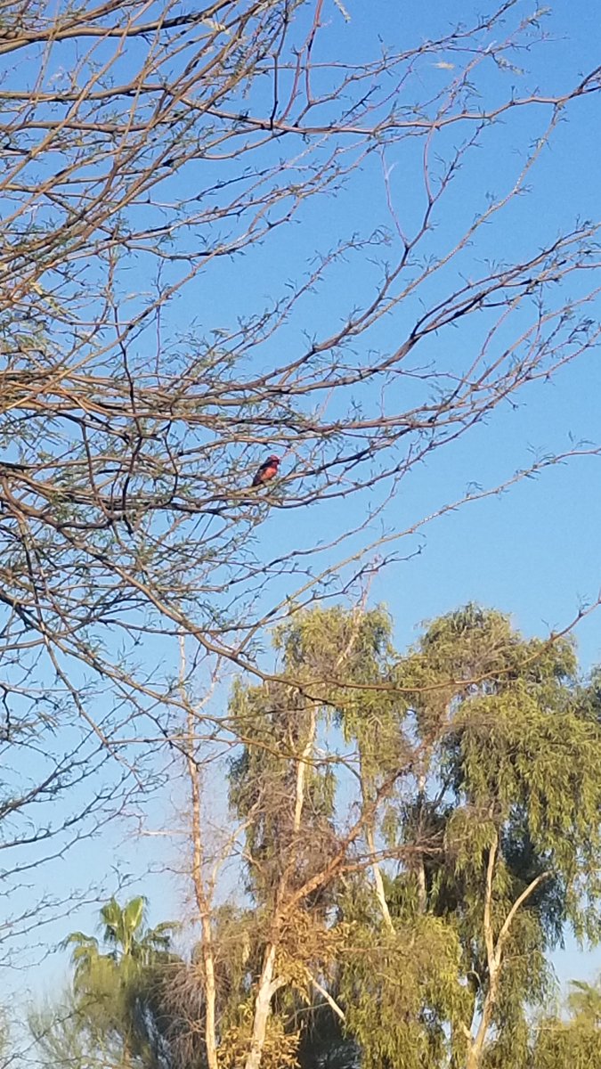 m1n1wheat's tweet photo. #eosflattenthecurve #breathe #Chandler #AZ #TRX #redbird #letsgo #PositiveVibes #RideTheWave https://t.co/dNU7Q024yV