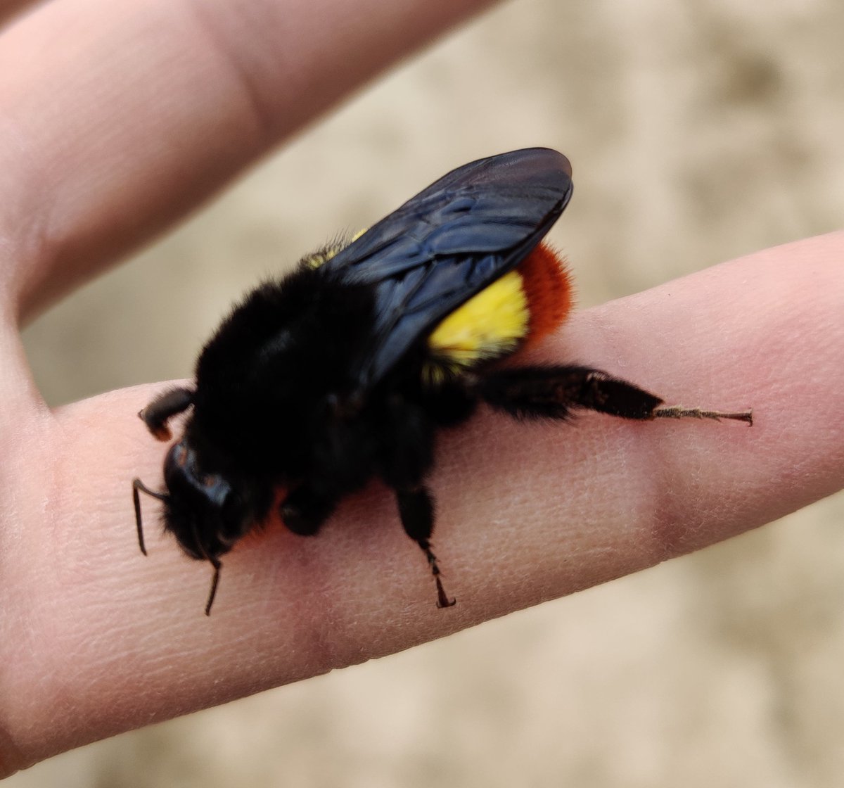 mashah06's tweet photo. These beauties have emerged out of winter hibernation, bumble bees are integral to pollination in Himalayas #bees #bumlebee #kashmir #himalayas. https://t.co/MYnrLvxN66