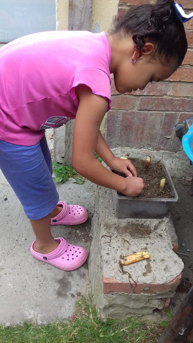 CbitSanAntonio's tweet photo. Nuestros estudiantes de la EB San Antonio con el apoyo de sus padres, nos muestran como elaborar un semillero, desde sus hogares.
#CadaFamiliaUnaEscuela
@Fundabitp
@Marlintorres08 
@vane_prieto 
@ebsanantonio https://t.co/cVUy1E7Oxo