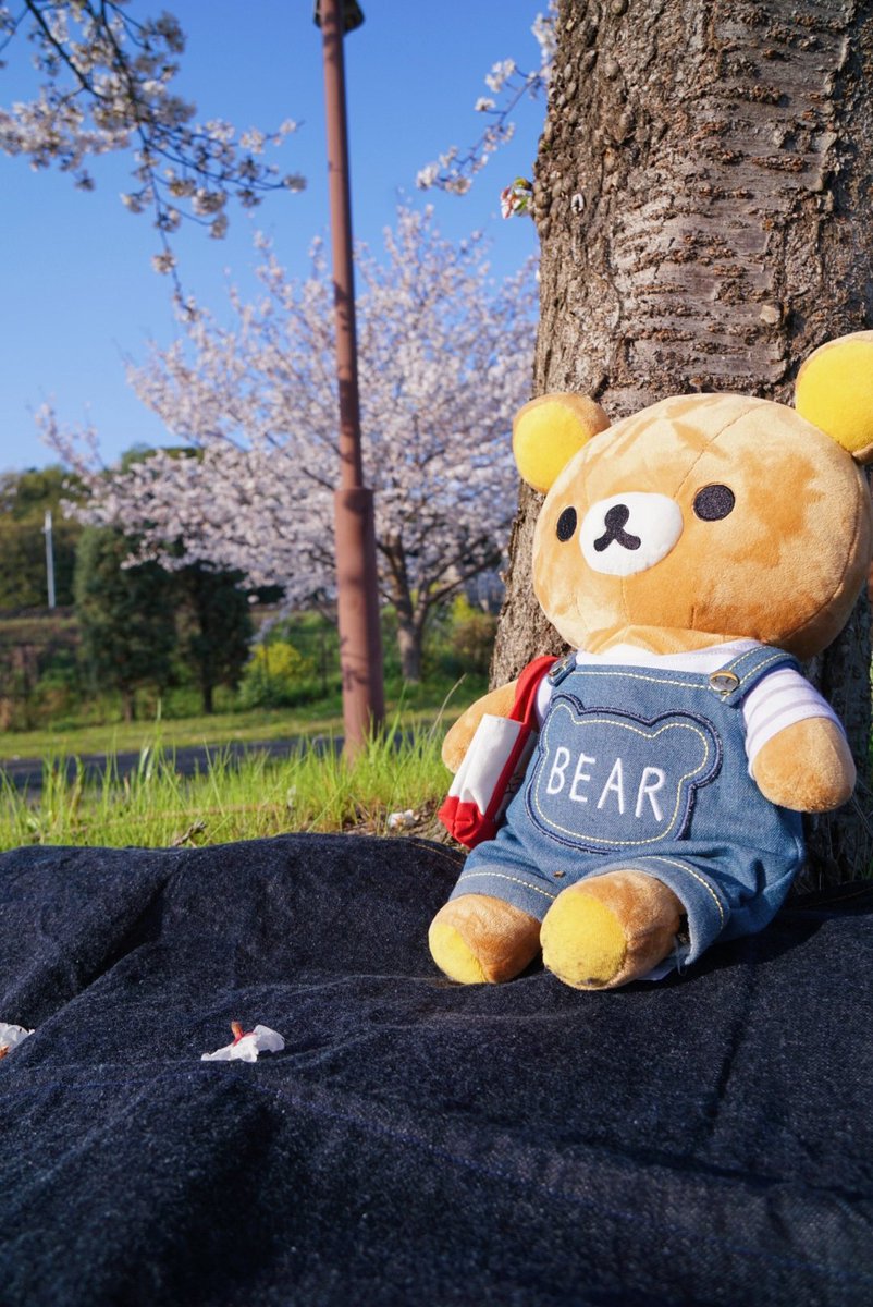 matsuko555_n's tweet photo. 見あげると、満開の桜と青空✨
デニムリラックマ👖と瀬戸内デニムピクニックシートと桜🌸
来年はみんなでお花見、しようね😊🍙
#せとかわデニムプロジェクト
#EVERYDENIM https://t.co/qBcnG0Lc16