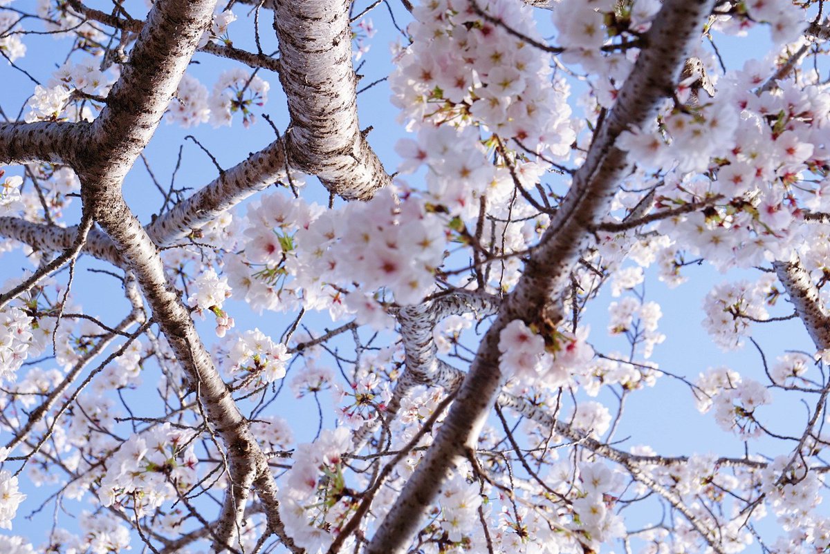 matsuko555_n's tweet photo. 見あげると、満開の桜と青空✨
デニムリラックマ👖と瀬戸内デニムピクニックシートと桜🌸
来年はみんなでお花見、しようね😊🍙
#せとかわデニムプロジェクト
#EVERYDENIM https://t.co/qBcnG0Lc16