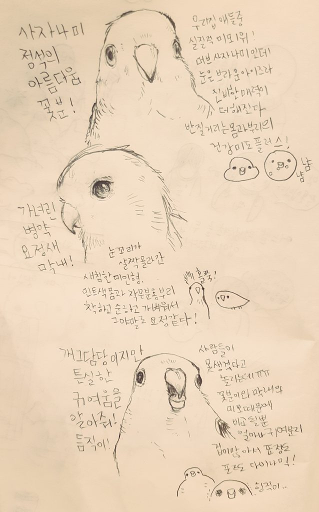 ?전국 우리집 새 미모 자랑?
꽃분이는 자타공인 외모일짱나미입니다. 동그랗고 귀여운 사자나미특유의 정석미조인데 갈색으로 밝은 눈동자가 신비로워요 막내는 사자나미정석과는좀 다르게 새침한눈을 가진 어른스러운외모에요 깃색이너무예뻐서 병원의사선생님도 예쁘다고 감탄하실정도죠. 듬직인..