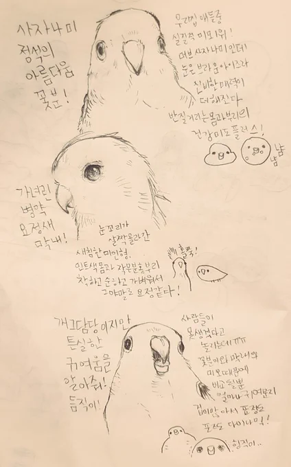 ?전국 우리집 새 미모 자랑?
꽃분이는 자타공인 외모일짱나미입니다. 동그랗고 귀여운 사자나미특유의 정석미조인데 갈색으로 밝은 눈동자가 신비로워요 막내는 사자나미정석과는좀 다르게 새침한눈을 가진 어른스러운외모에요 깃색이너무예뻐서 병원의사선생님도 예쁘다고 감탄하실정도죠. 듬직인.. 
