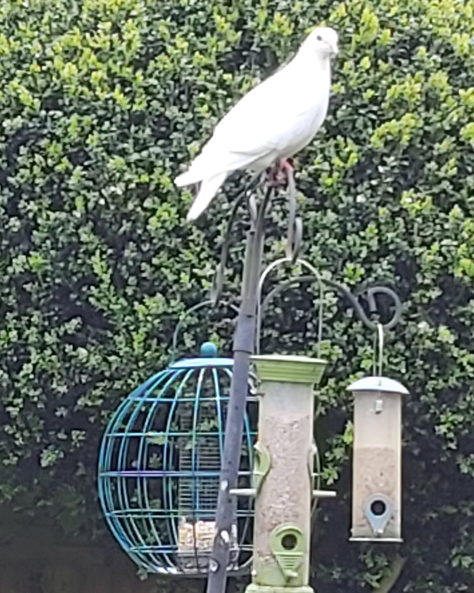 Remind me again how these bird feeders work?