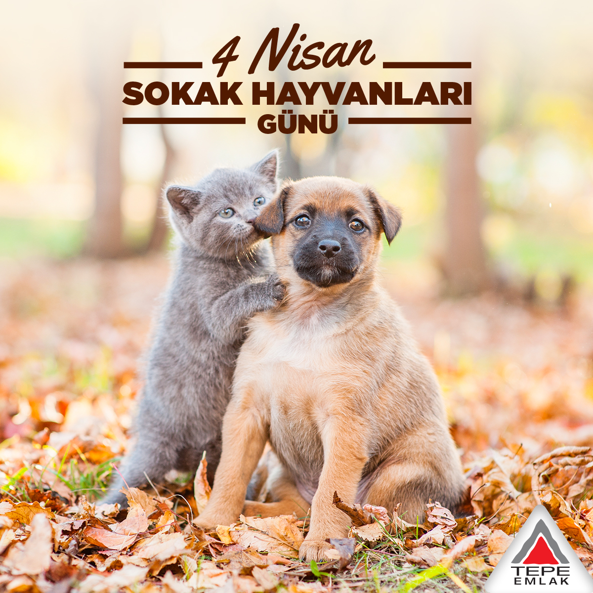 Tepe Betopan ile yaptığımız işbirliğiyle, sokakta kalan patili dostlarımız için dayanıklı kulübeler tasarlayarak onlara destek olmuştuk. Siz de #evdekal çağrılarına uyarken, evi olmayan can dostlarımız için dışarıya bir kap su ve yemek koymayı unutmayın. #tepeemlakyatırım