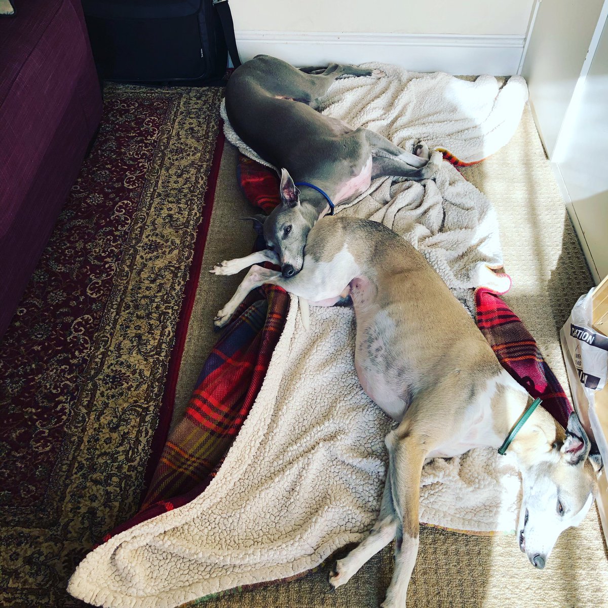Twoplusdogs1's tweet photo. #gotcha #whippets #CapturedOnHuawei #sunseeking #sunlovers #StayHome #home #staywarm #whippeys #whippets #dogs #dogsinlockdown #dogblog https://t.co/76gTPbTX9N