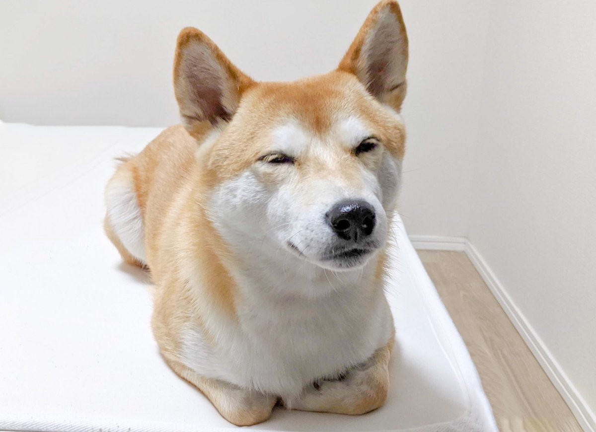ぱぴるび 待ち受けにすると幸せが訪れるという柴犬の画像です ぱぴるび 待ち受けにすると幸せが訪れるという柴犬の画像です