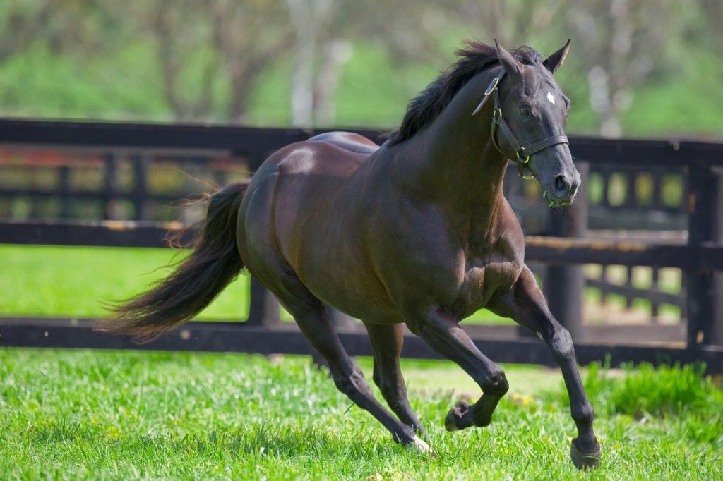 The birthday boy #MoreThanReady, sire of over 200 Stakes winners, over 72% winners/runners and sire of more winners than any other stallion in history! #legendary #vinerystallions #happybirthday