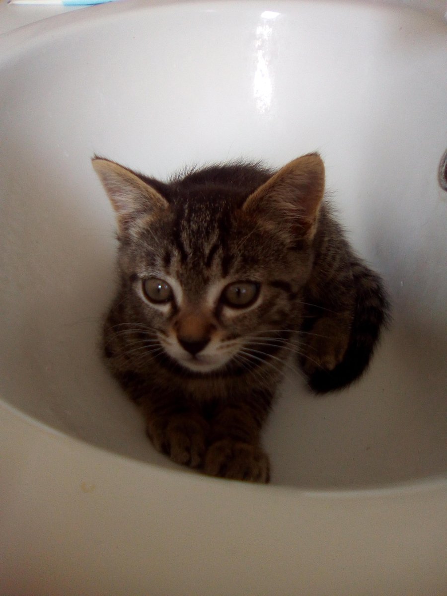 Confinement jour 19 (en fait ça fait bcp + mais flemme de compter) et douceur du jour :Vieille photo de Bébé Zelda qui se cachait dans un lavabo (super cachette) 