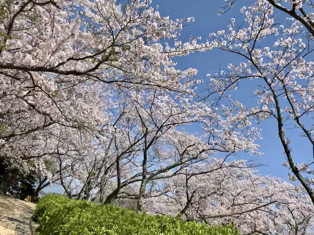 d_mineoka's tweet photo. 戦場ヶ原公園の #桜 https://t.co/ER1xkP11f1