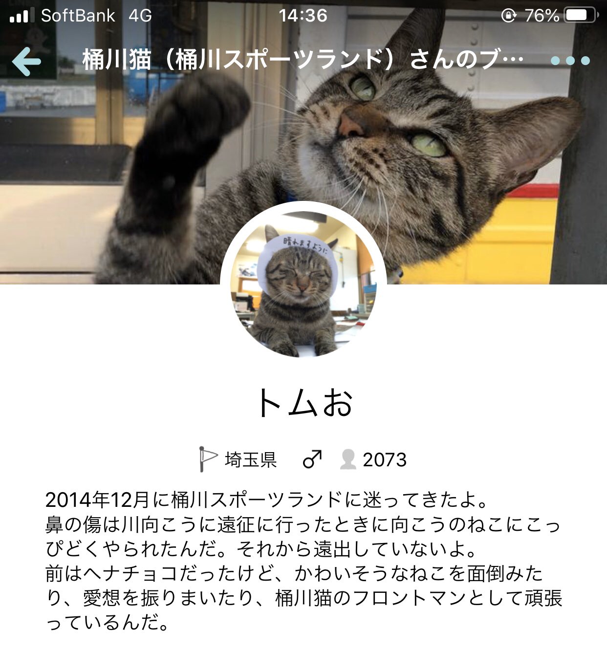 桶川猫 トンとんトムお 桶川猫 トンとんトムお