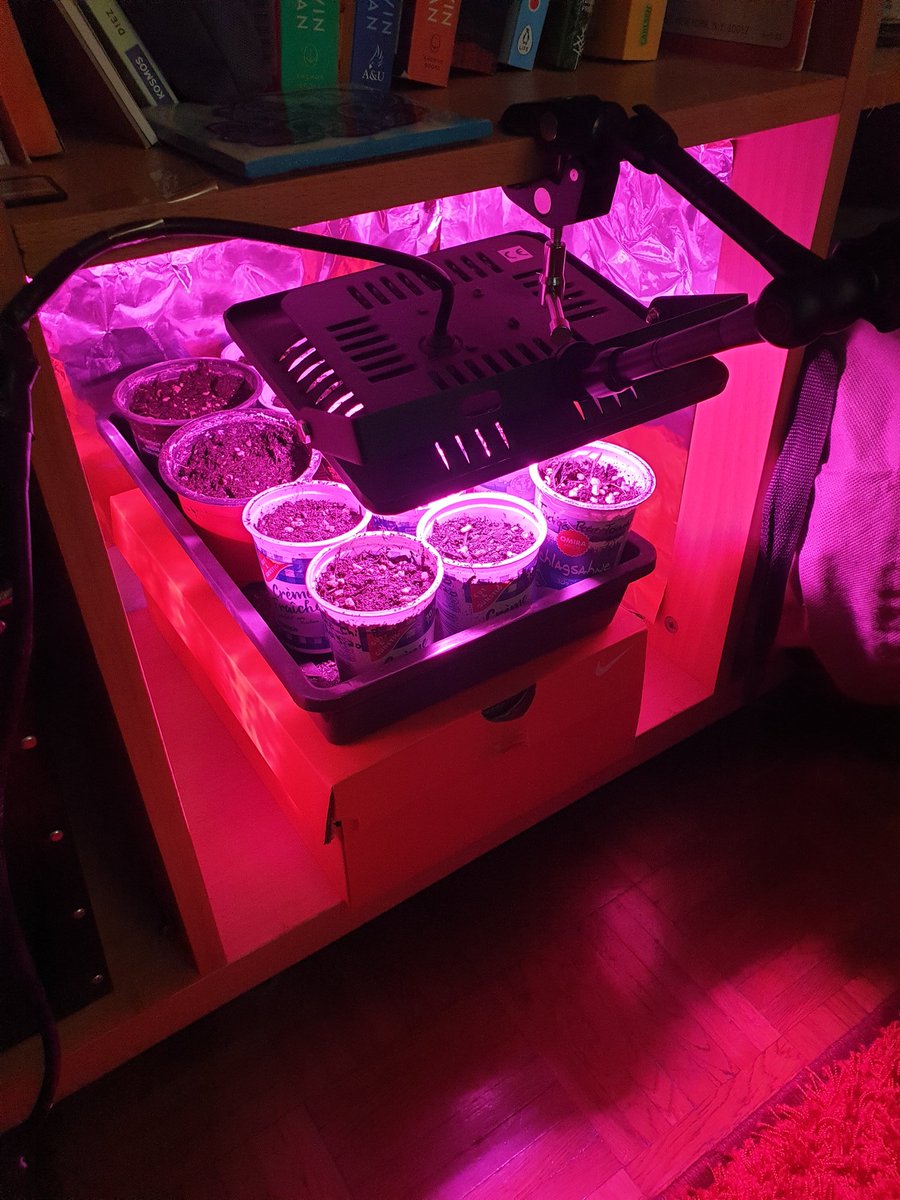 hereisthedill's tweet photo. Tomatoes, peppers, tomatillos, &amp; tithonia seedlings are growing strong in the bookcase grow shelf! 🌶️🌻🍅 #seedlings @GWmag #GWsowalong https://t.co/AD4Mi32PlT