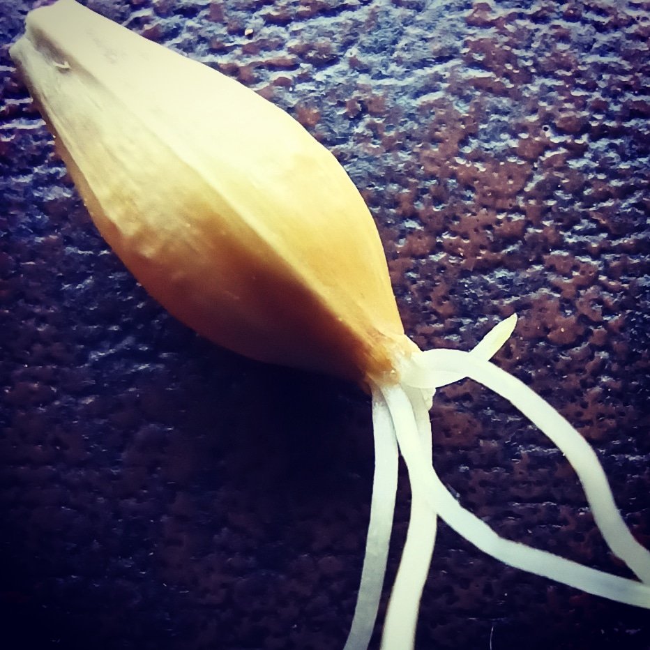 💧Bir damla bira🍺
#evdekal #birayap #biraiç