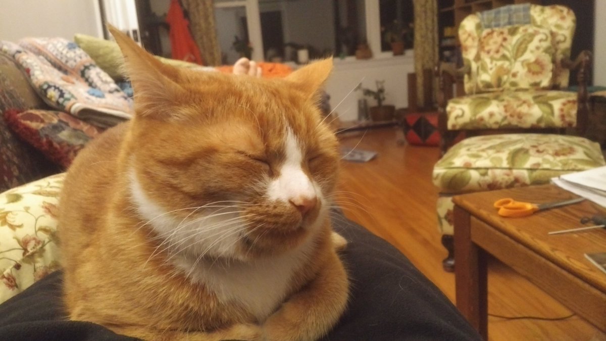 nZVI's tweet photo. Off to a great start to my day. 

🐱+☕ https://t.co/mfkhuYVuNv