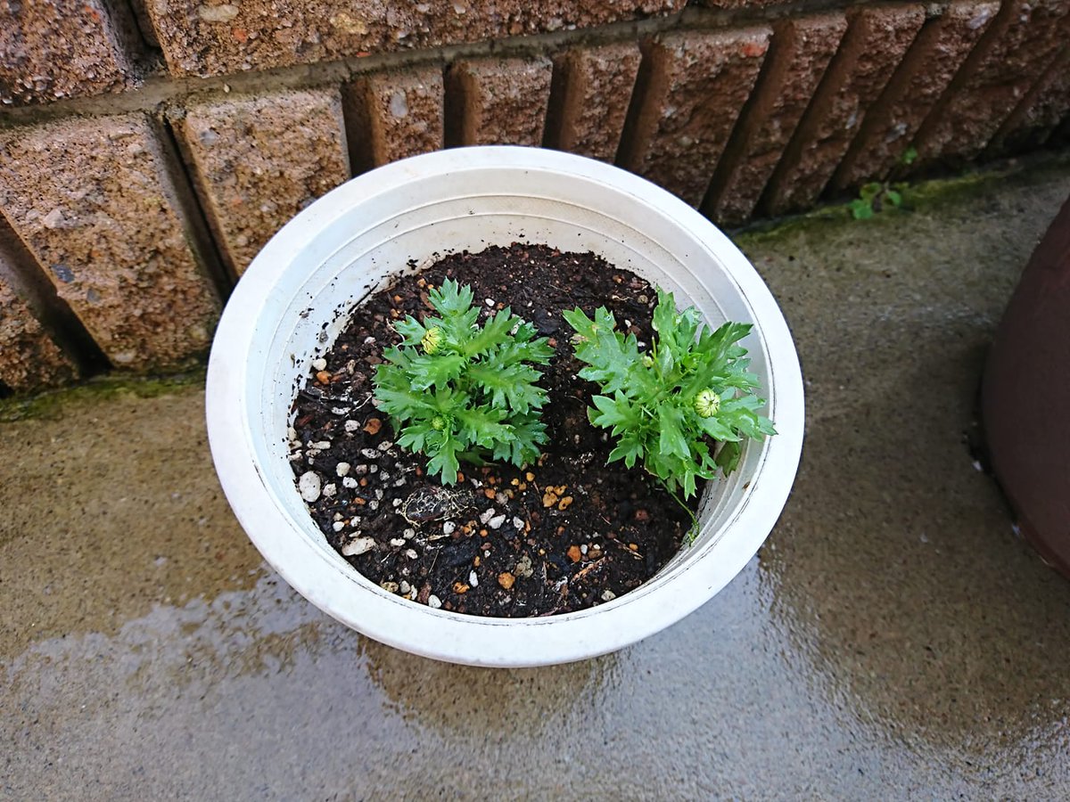 木下 広 草取りしていたら 植えた覚えのないノースポールさんが見事に咲き誇っていました 何処からか飛んで来てようです 力強い生命力 せっかくですので あと２つを 小さいプランターに植え替えました