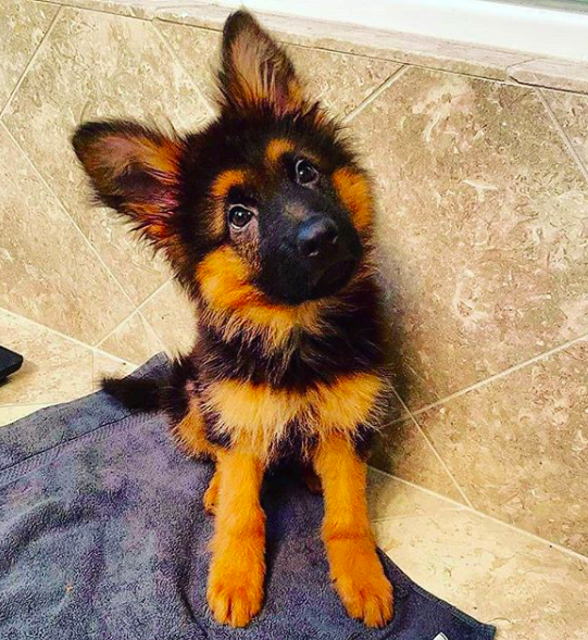 forbabs4pets's tweet photo. The face you make when you try to get out of taking a bath 🐶 https://t.co/KaeaPOAUUB