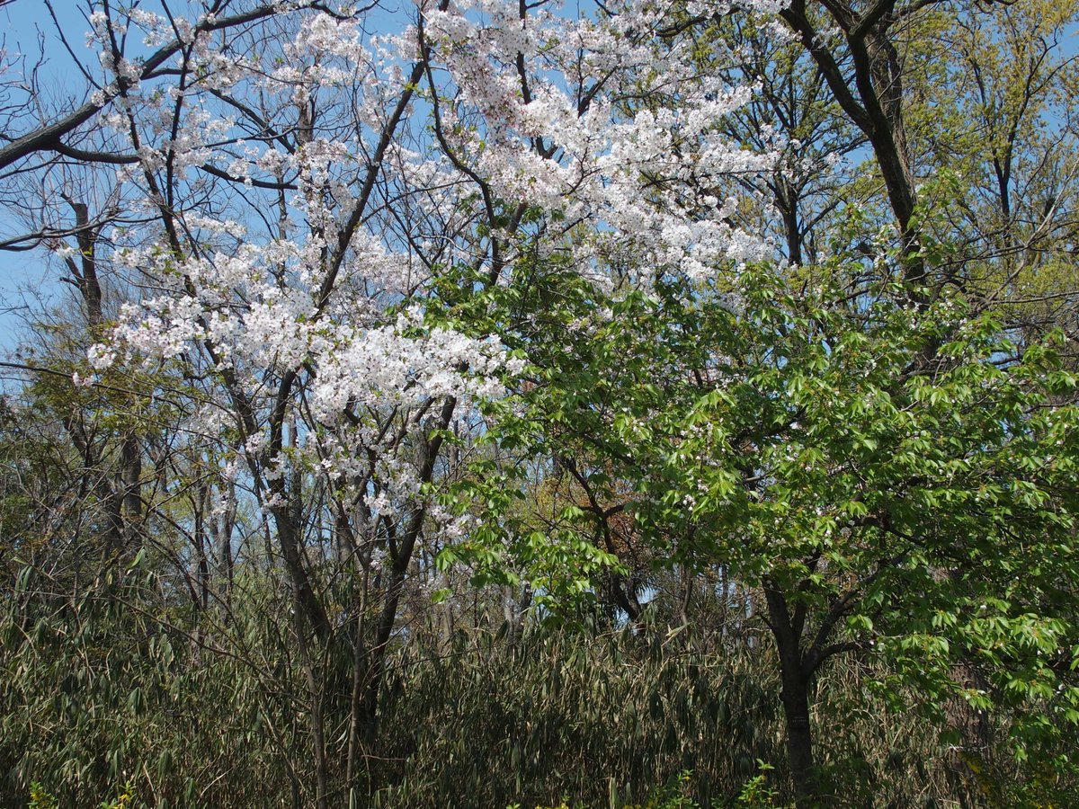 ソメイヨシノ（左）とオオシマザクラ（右）。ソメイヨシノはエドヒガンとオオシマザクラの雑種といわれていますが、開花期の様子は全然違います。ソメイヨシノは花期にほとんど葉が出ず、オオシマザクラは花と葉が同時に出る。オオシマザクラはほぼ花が終わっていました。 #長居植物園案内無観客試合