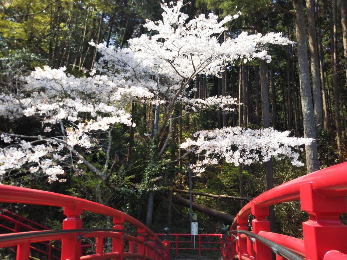 養老渓谷観光協会 朱色の太鼓橋と桜 これは京都か いえ 養老渓谷です って誰も勘違いしないですねwww 観音橋の1本の桜や 養老渓谷周辺の桜が満開です 来年は大勢のお客様とワイワイ賑やかに見たいですね 養老渓谷 桜 観音橋 エア花見 養老渓谷観光協会 朱色の太鼓橋と桜 これは京都か いえ 養老渓谷です って誰も勘違いしないですねwww 観音橋の1本の桜や 養老渓谷周辺の桜が満開です 来年は大勢のお客様とワイワイ賑やかに見たいですね 養老渓谷 桜 観音橋 エア花見