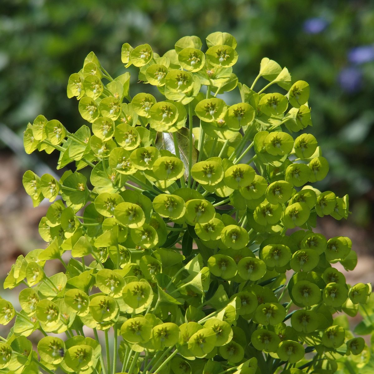 昨年に見慣れないユーフォルビアが植えられていて結構な存在感を放っています。Euphorbia characias ssp. wulfenii かなぁ。  #長居植物園案内無観客試合