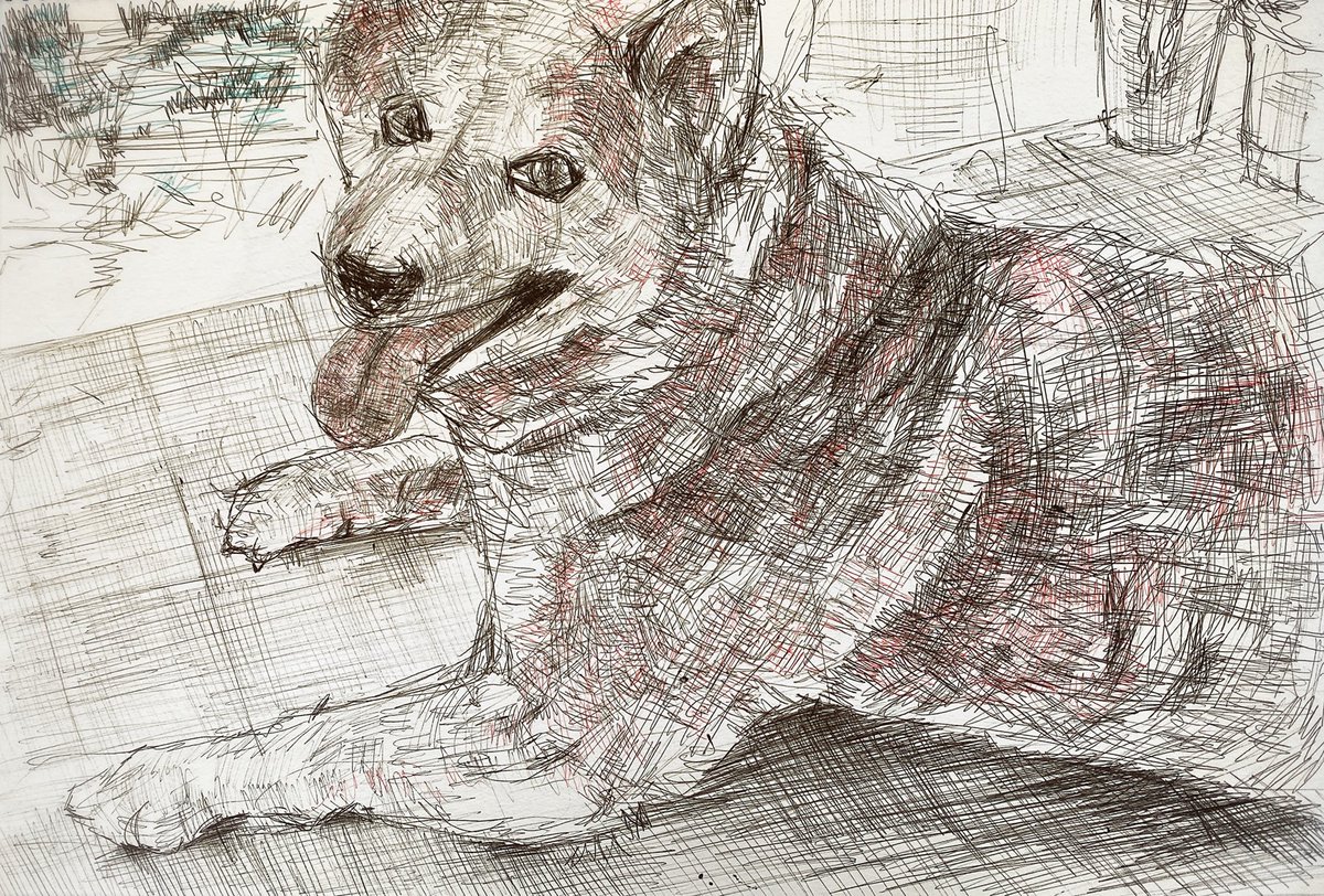 Aroma V Twitter 学生時代に描いた絵が出てきた 愛犬チャッピー 柴犬の雑種で耳が大きめの子でした 飼い主に似て食いしん坊だった 16歳まで生きてくれました 犬 犬絵 デッサン ボールペン画