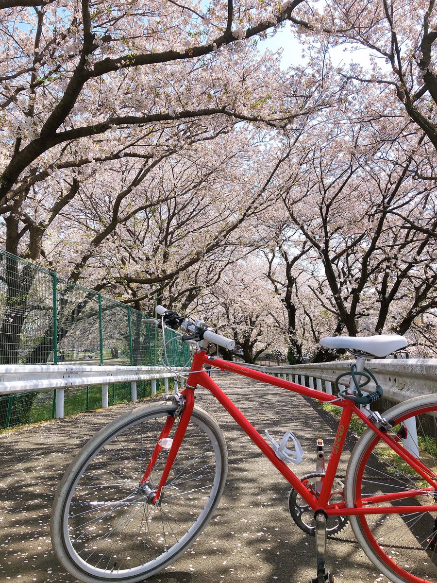 SSM37025376's tweet photo. コロナウイルスの猛威を忘れるほど、綺麗なサクラ🌸
＃さくら
＃サイクリング
＃休日 https://t.co/NsjoMxdrHO