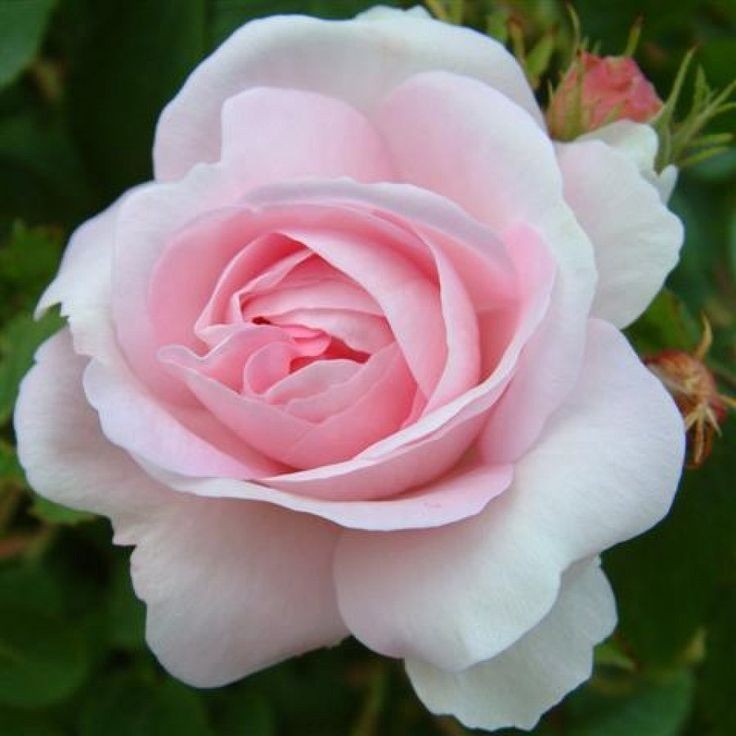 Fluke Natouch Siriphongton  @FlukeNatouch Birthday: June 1Maiden's Blush Rose = "you know my heart" #UntilWeMeetAgain  #UWMA  #fluke_natouch  #OhmFluke
