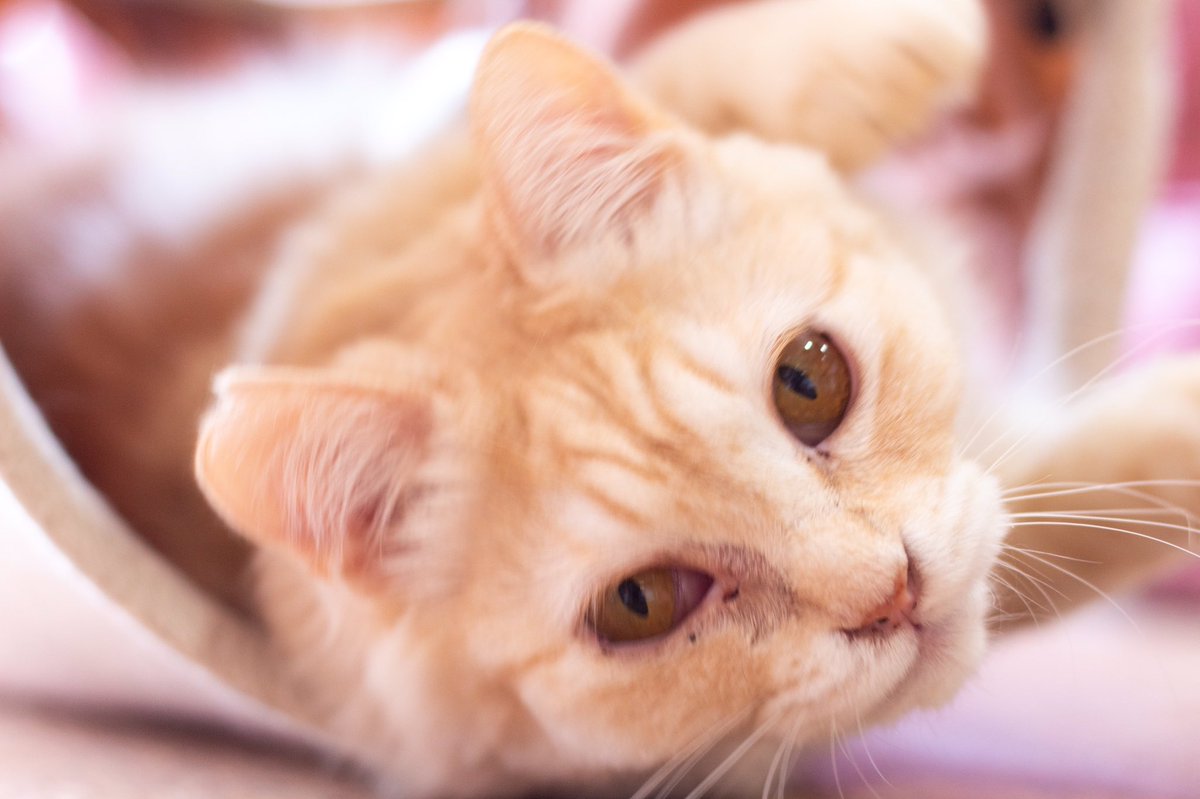 ねこカフェもふもふ V Twitter 新入りのみかん 綺麗なクリーム色で遊ぶのが大好き 保護猫 譲渡型保護猫カフェ 保護猫と暮らす 里親募集中 飼い主募集中 ねこカフェもふもふ 猫 猫のいる暮らし ねこのきもち 猫好きさんと繋がりたい ねこがいる幸せ