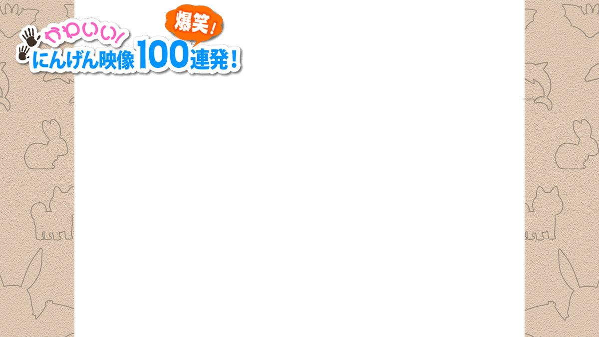 かわいいにんげんちゃん